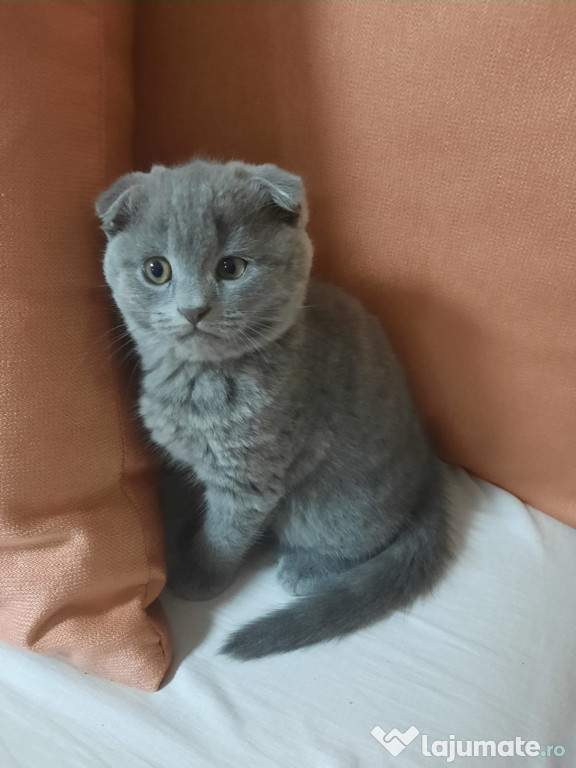 Pisicut scottish fold