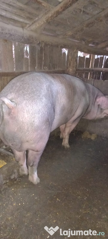 Porc mare 350 kg