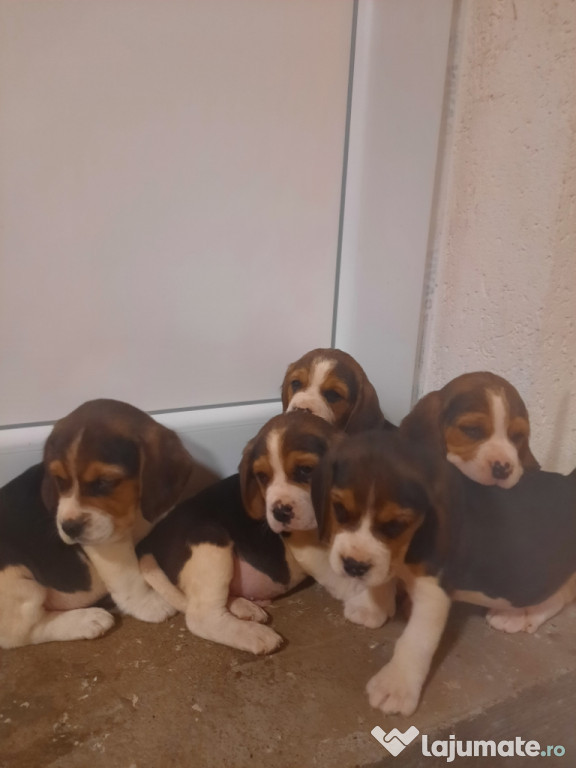 Pui Beagle , baieti.