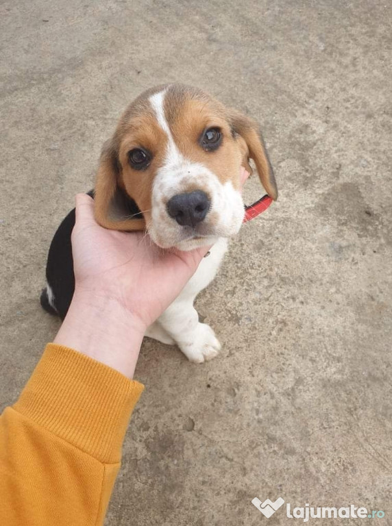 Cățel Beagle mascul