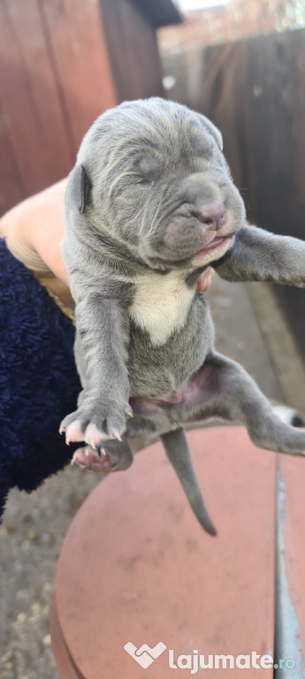 Puiuti Cane Corso Rasa Pura