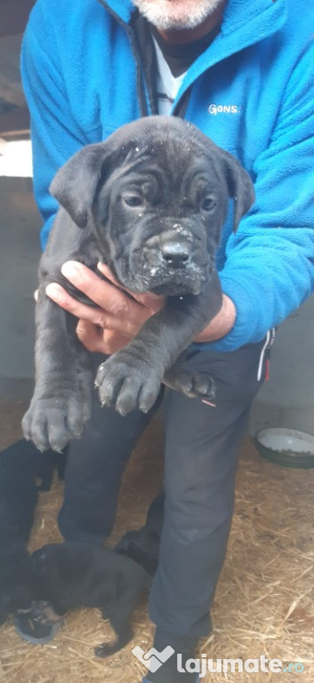 Cane corso