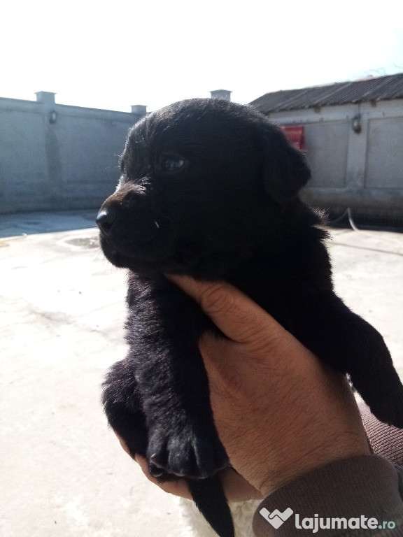 Căței labrador negri