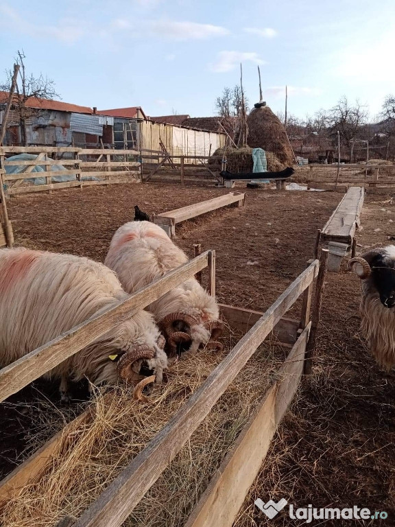 Berbecii ,rasă Țurcană!