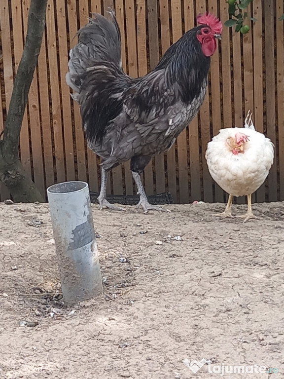 pereche austrolup