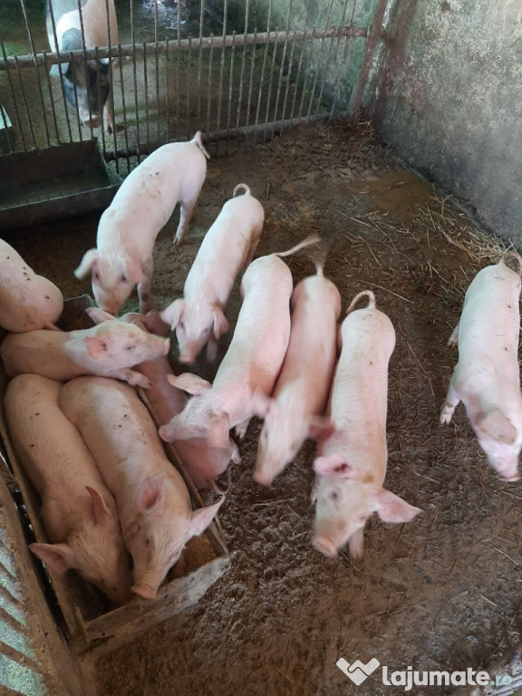 Purcei de rasă marele alb crescuți natural cu furaje bio