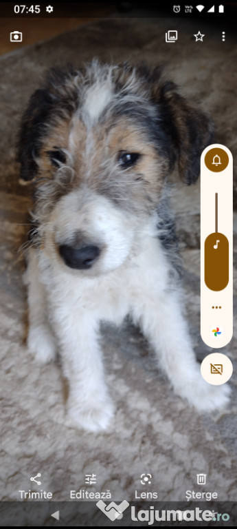 Cățeluși fox terrieri