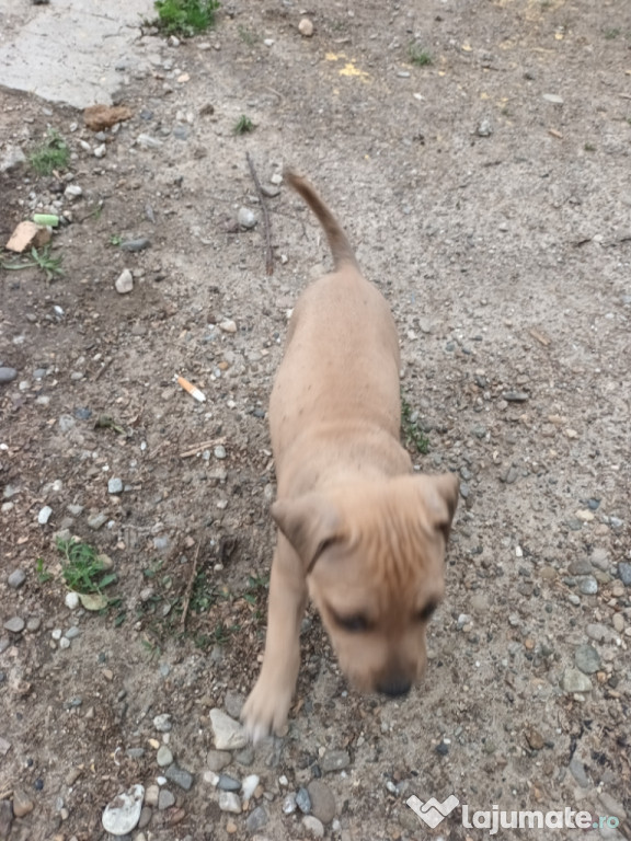 Puișori amstaff caută stăpâni