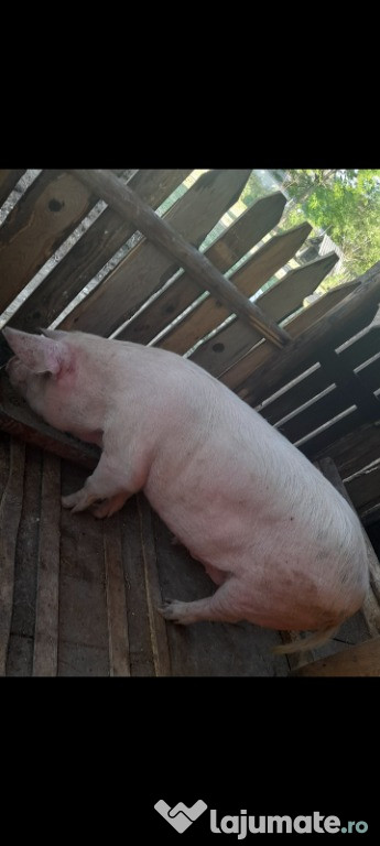 Porc de 180-200 kg