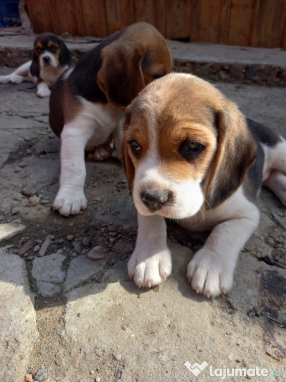 Pui beagle tricolor