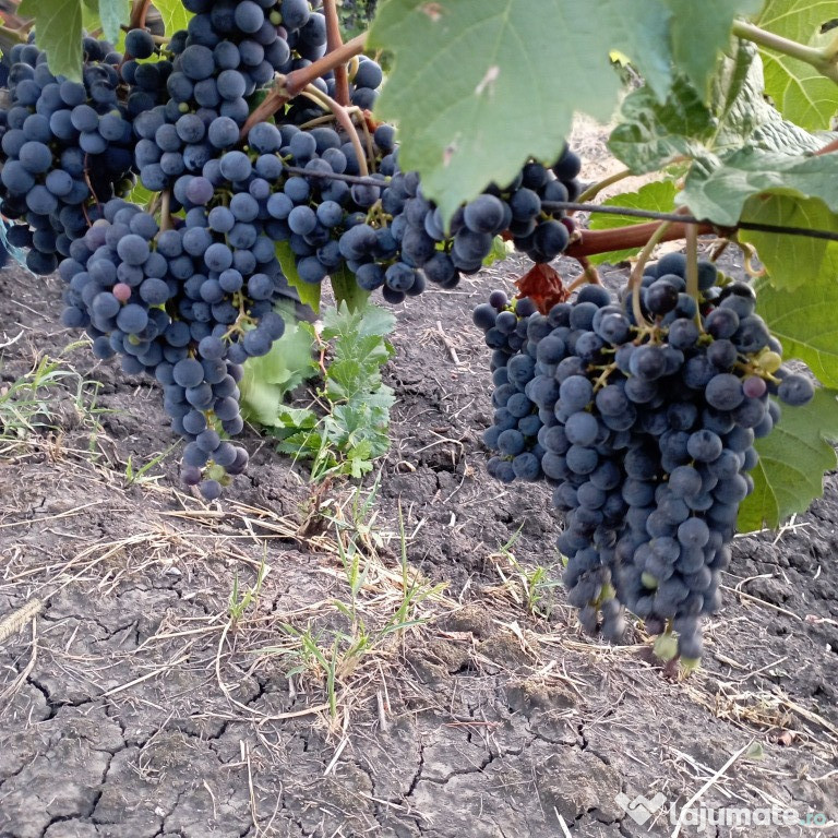 Struguri Merlot