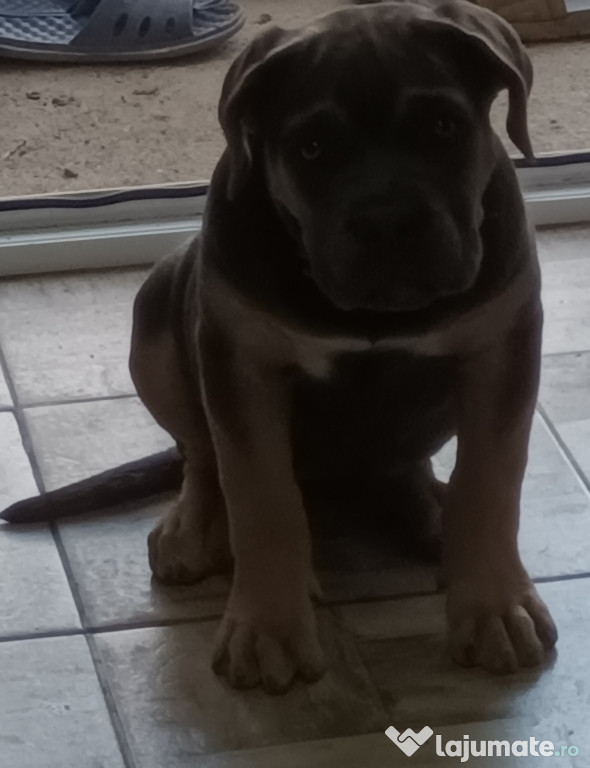 Catelusa cane corso 3luni