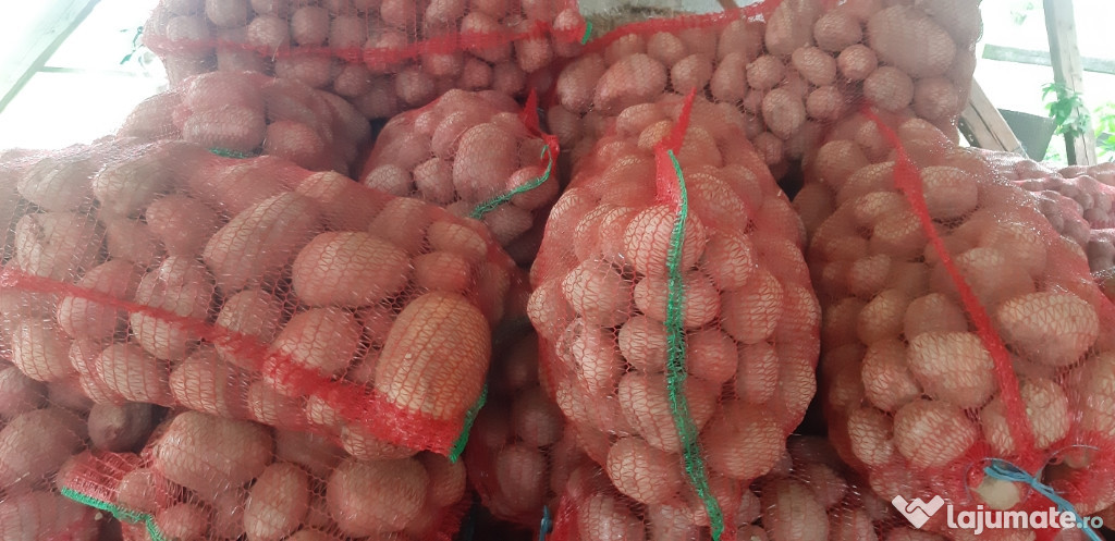 Cartof consum Bellarosa