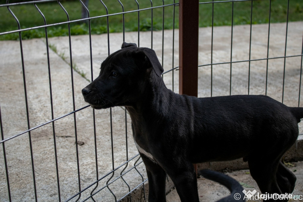 Pui mascul Cane Corso