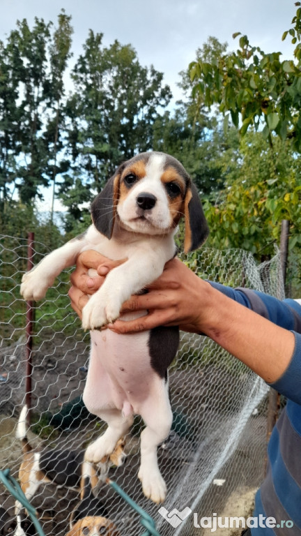 Puiuti Beagle