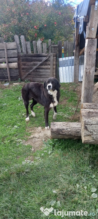 Câine ciobănesc