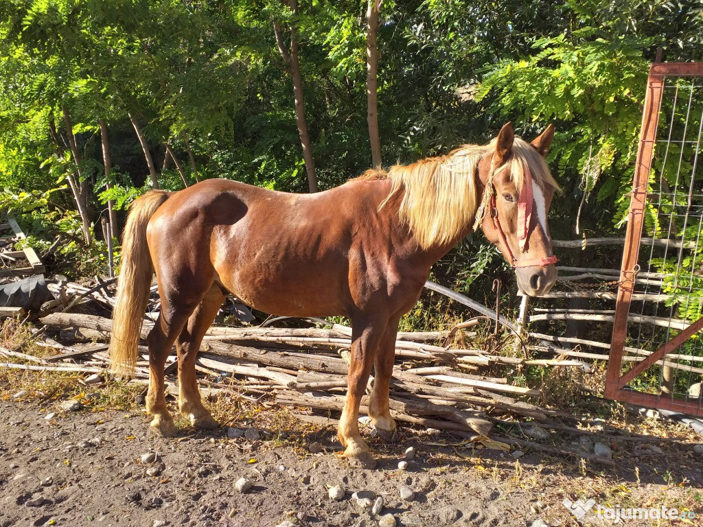 Cal blând 6 ani talie mare