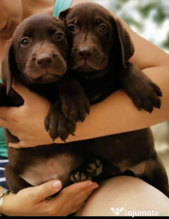 Căței labrador retriever ciocolati