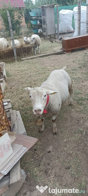 Berbec texel