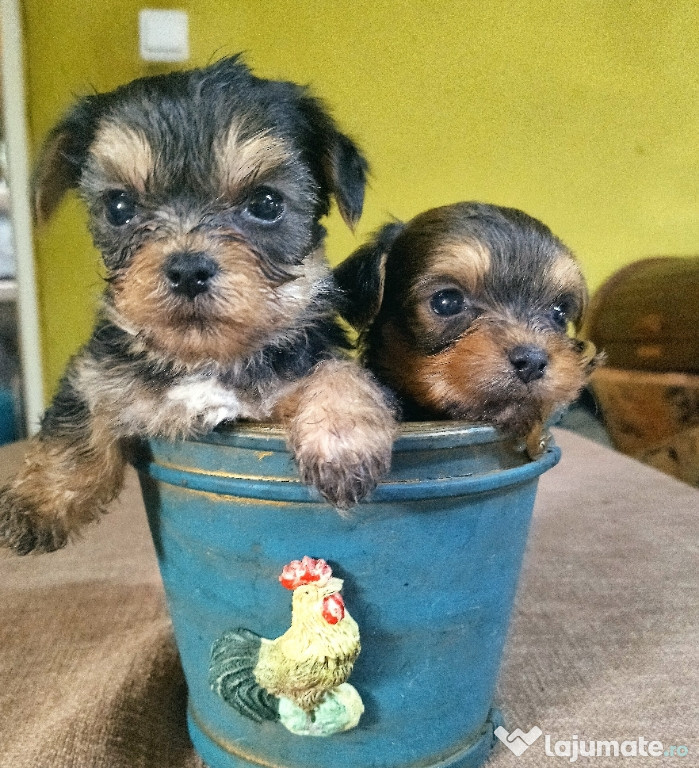 Yorkshire terrier