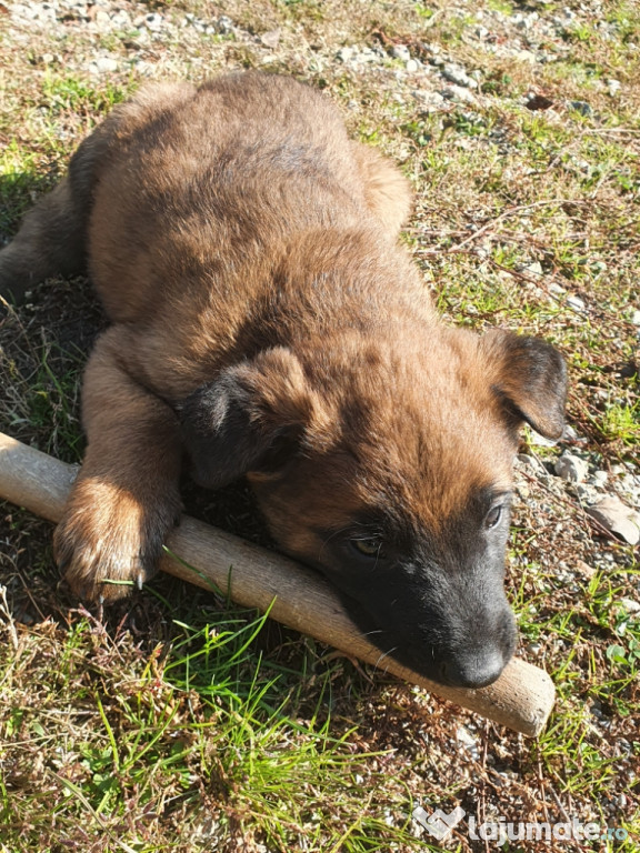 Căței ciobănesc belgian malinois