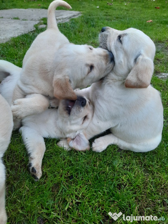 Puiuti Labrador Retriever