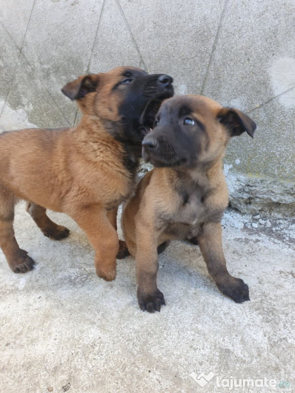 Căței ciobanesc belgian malinois