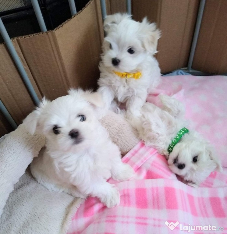 Apartament cochet parter curte/terasa imobil nou Straulesti