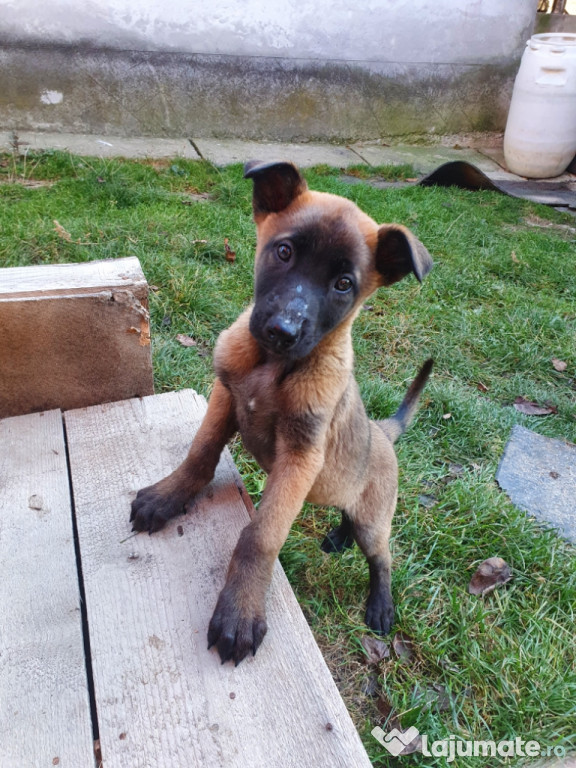 Ciobănesc Belgian Malinois