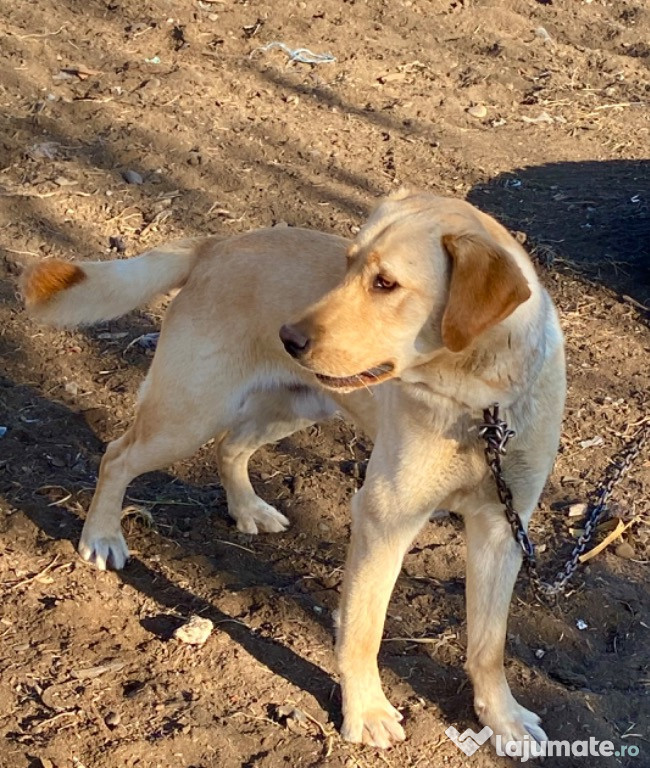 Baietel Labrador Retriever !