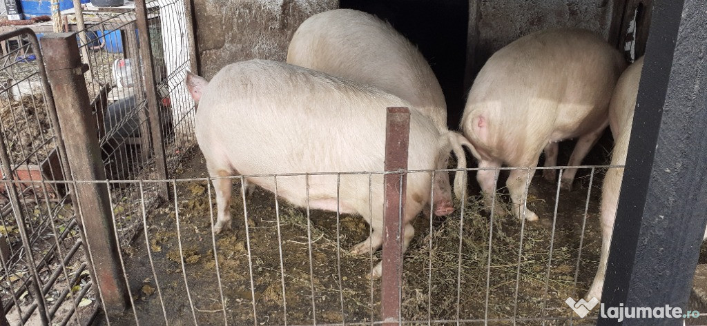 Porci pentru Crăciun