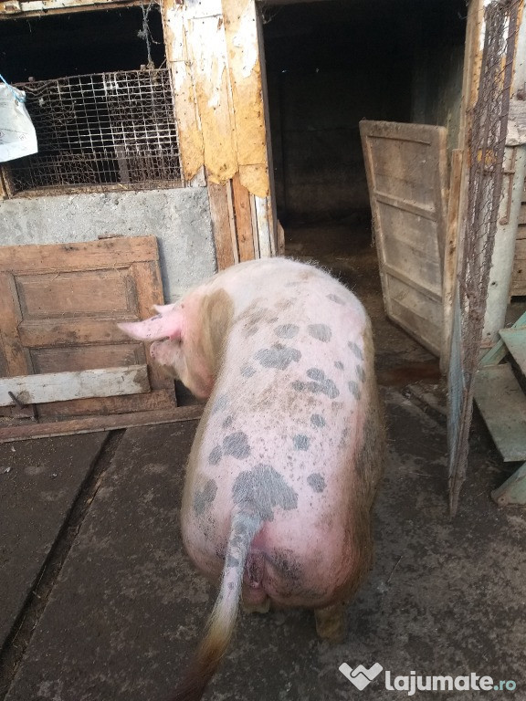 Porci de craciun