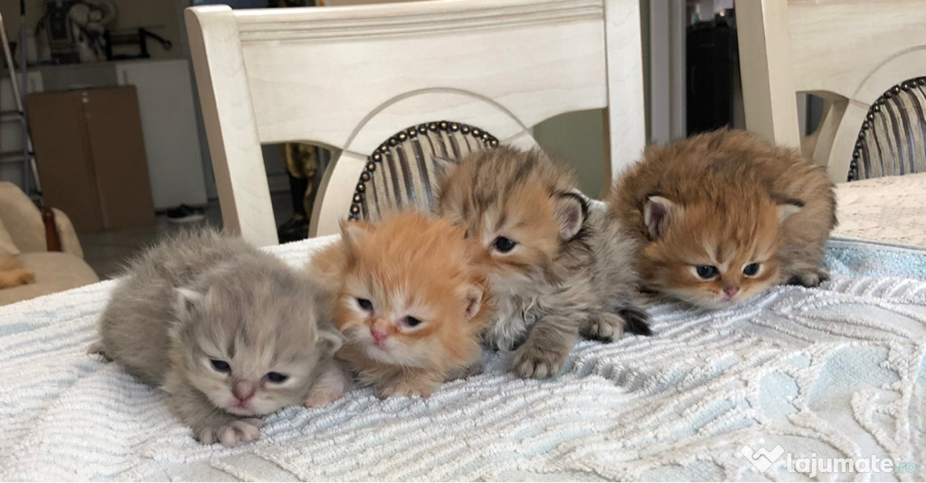 Pisici persane din parinti cu pedigree