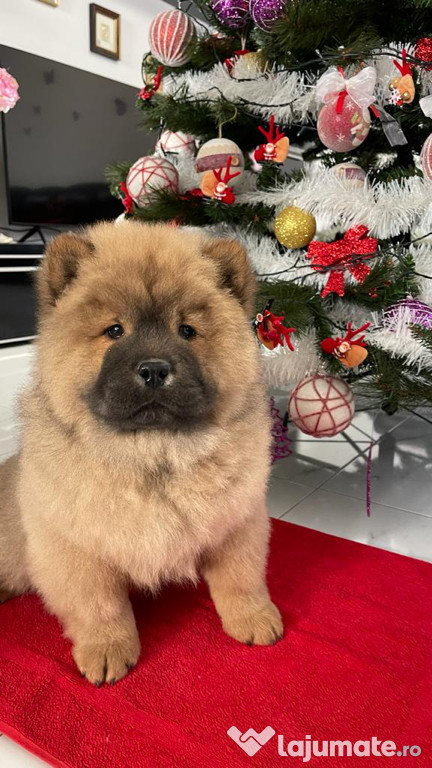 Catelusi Chow Chow