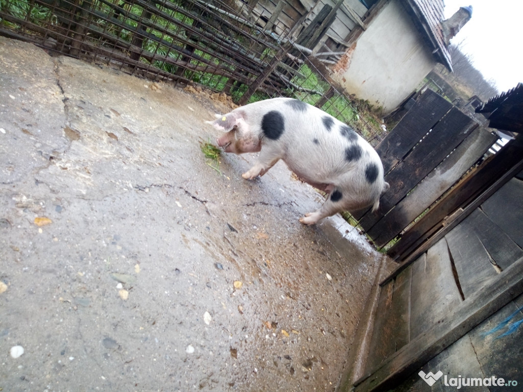 Vand Porc