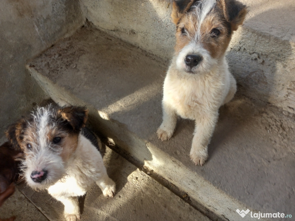 Fox terrier sarmos