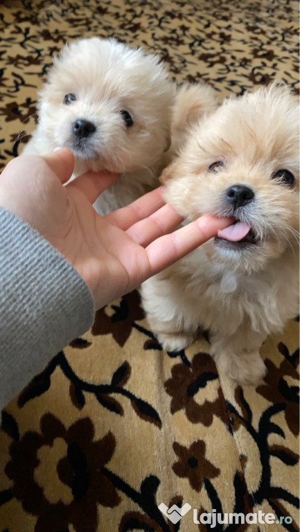 Bichon maltese