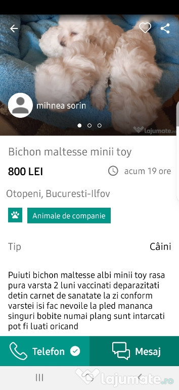 Cățeii