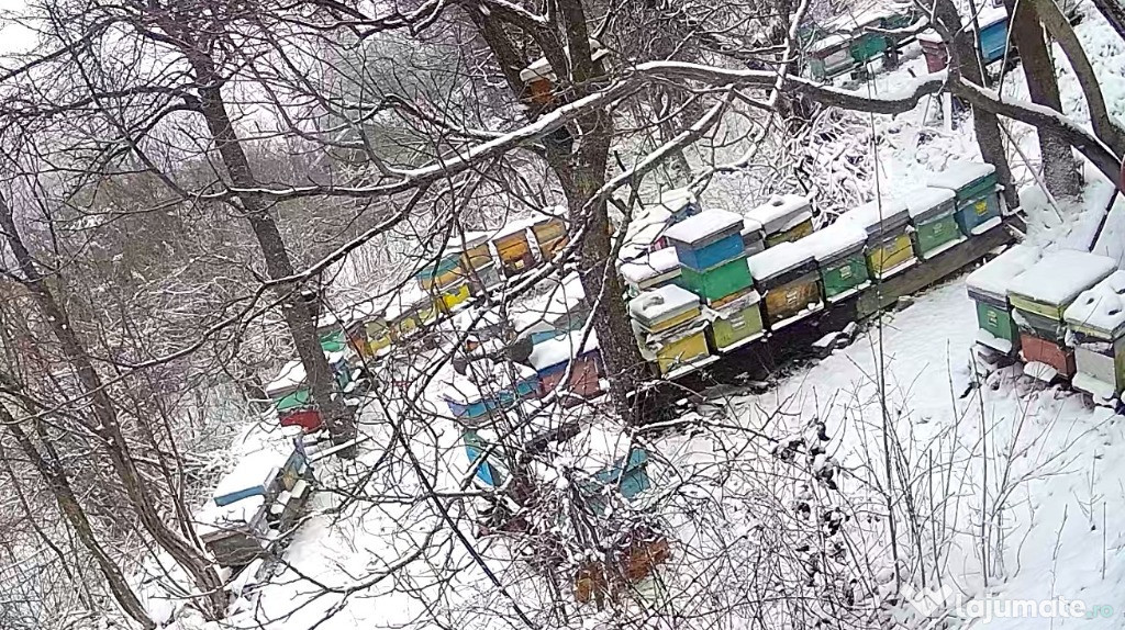 Miere de albine Bio din zona de munte
