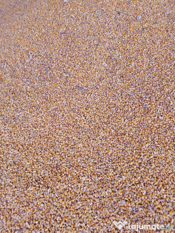 Porumb boabe recoltat recent calitate foarte bună.