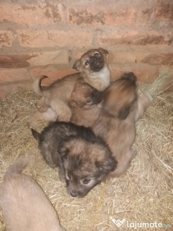 Cătei Pichinezi! Cautăm stăpân! Adoptie!