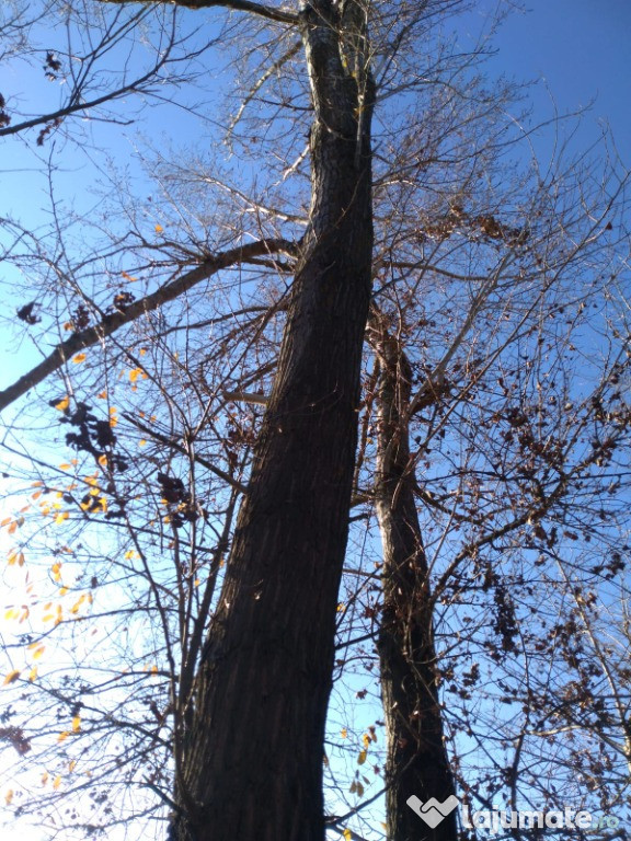 2 arbori (plopi), in Judetul Olt, localitatea Colonesti