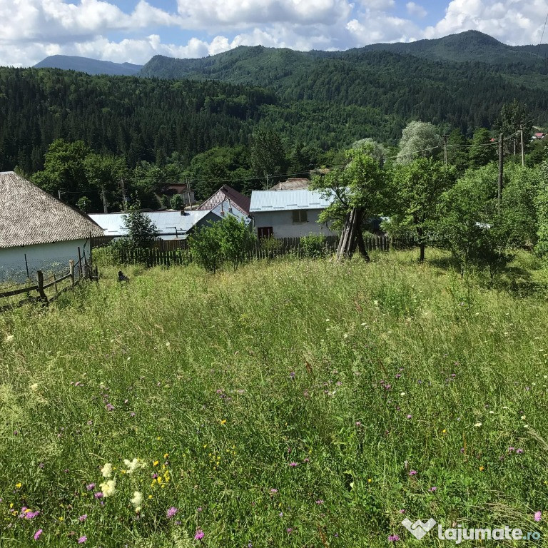 Teren Intravilan cu Locuință & Anexă Greșu (Lepșa, Tulnici)