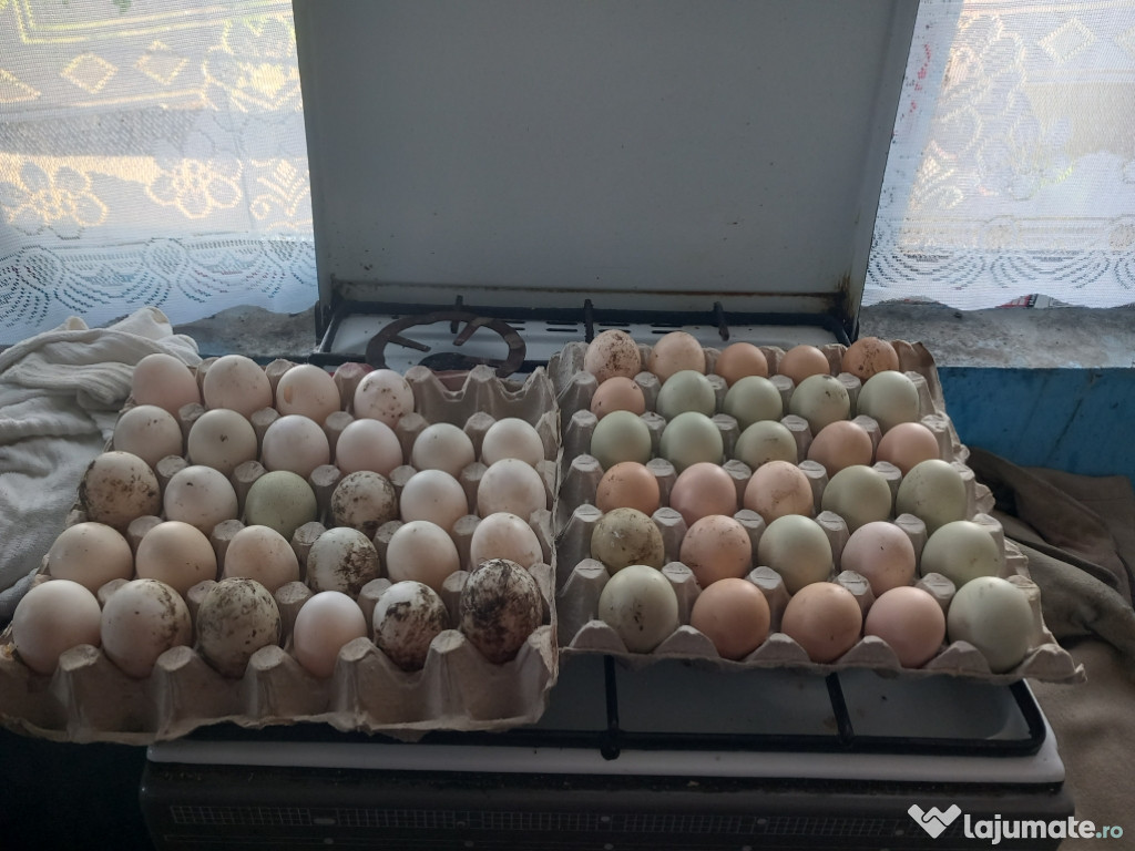 Vând oua de gasca,de rata și de găină,de consum și incubatie