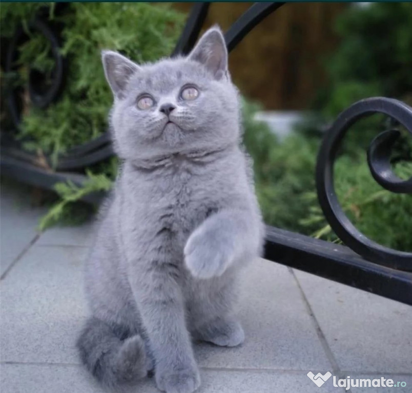 British shorthair blue rasă pură disponibili imediat