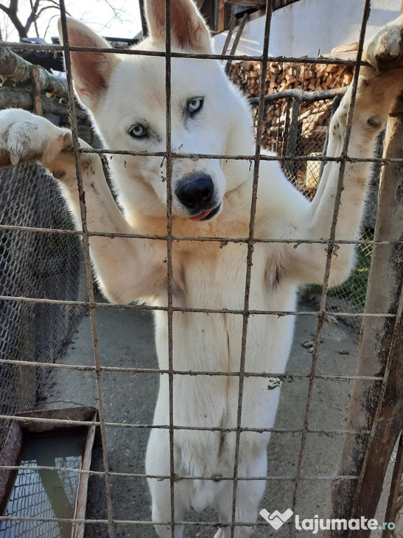 Câine Husky de vânzare