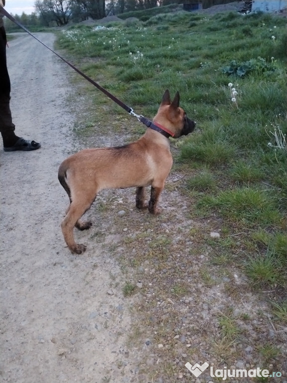 Vând câine ciobănesc belgian malinois