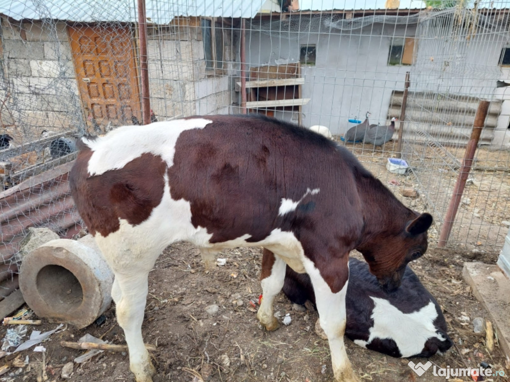 Vând vițel de 2 luni