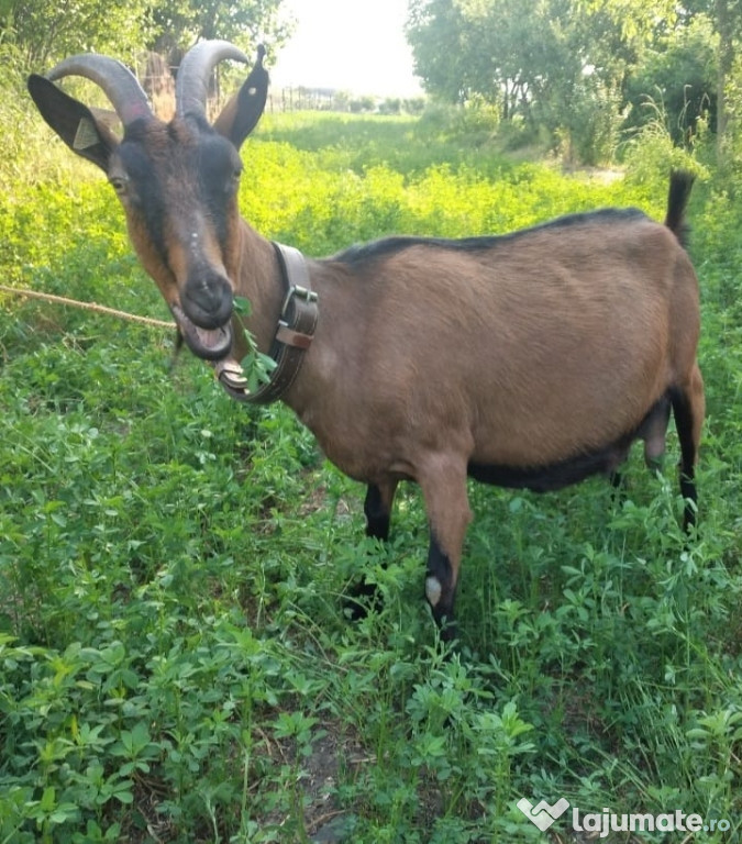 Capra Alpina Franceza își schimbă domiciliul