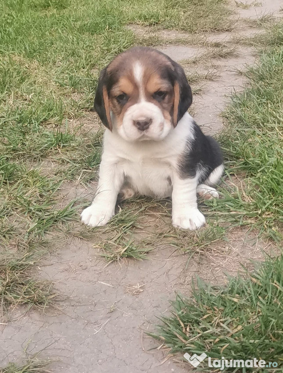 Catelusi Beagle tricolor, cu pedigree, pret negociabil